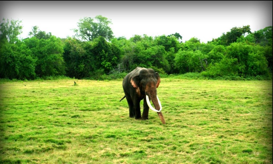 Elephant Minneriya National Park