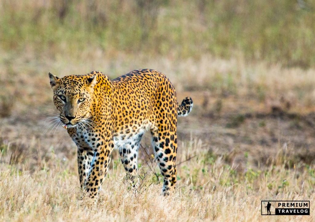 `Leopard Yala Sri Lanka