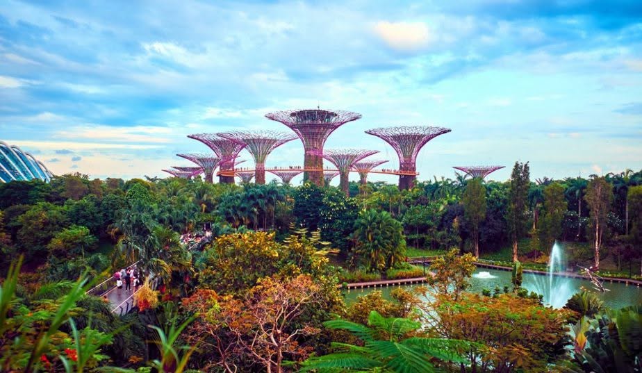 Wide view of the Supertree Grove towering over the gardens at Gardens by the Bay in Singapore